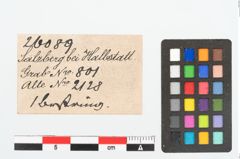 Etikett zu Bernsteinringperle (NHMW-PRAE-026089)